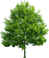arbre arbre