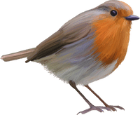 oiseau oiseau